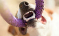 CLEANER TEETH