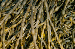 BROWN ALGAE